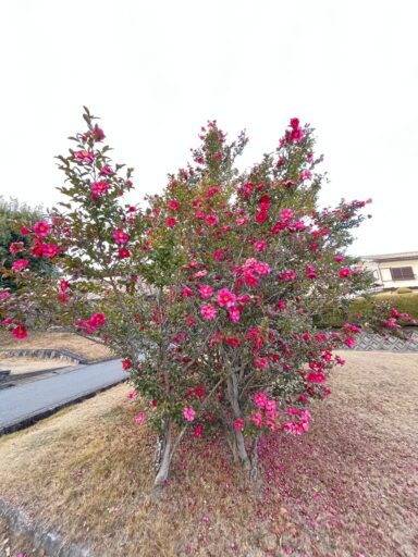 新千里西町_からたち公園